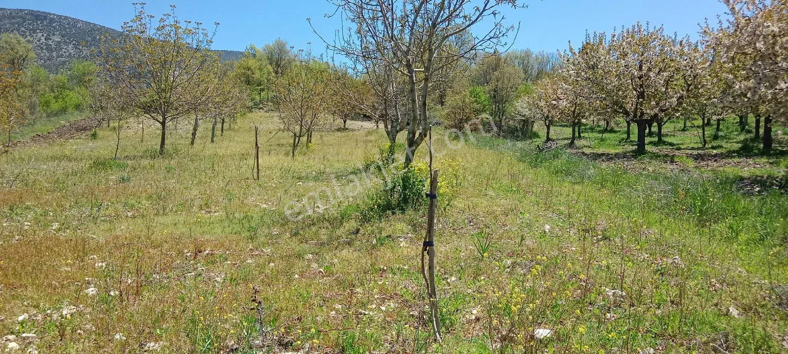 Sahibinden Acil Satılık Ceviz Tarlası