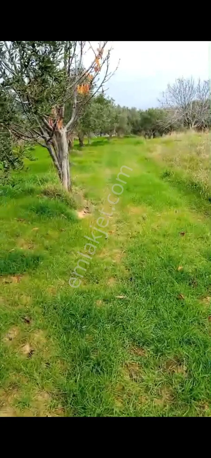 Sahibinden Şarköy Güzelköy'de 920 M² Deniz Manzaralı Satılık Tarla