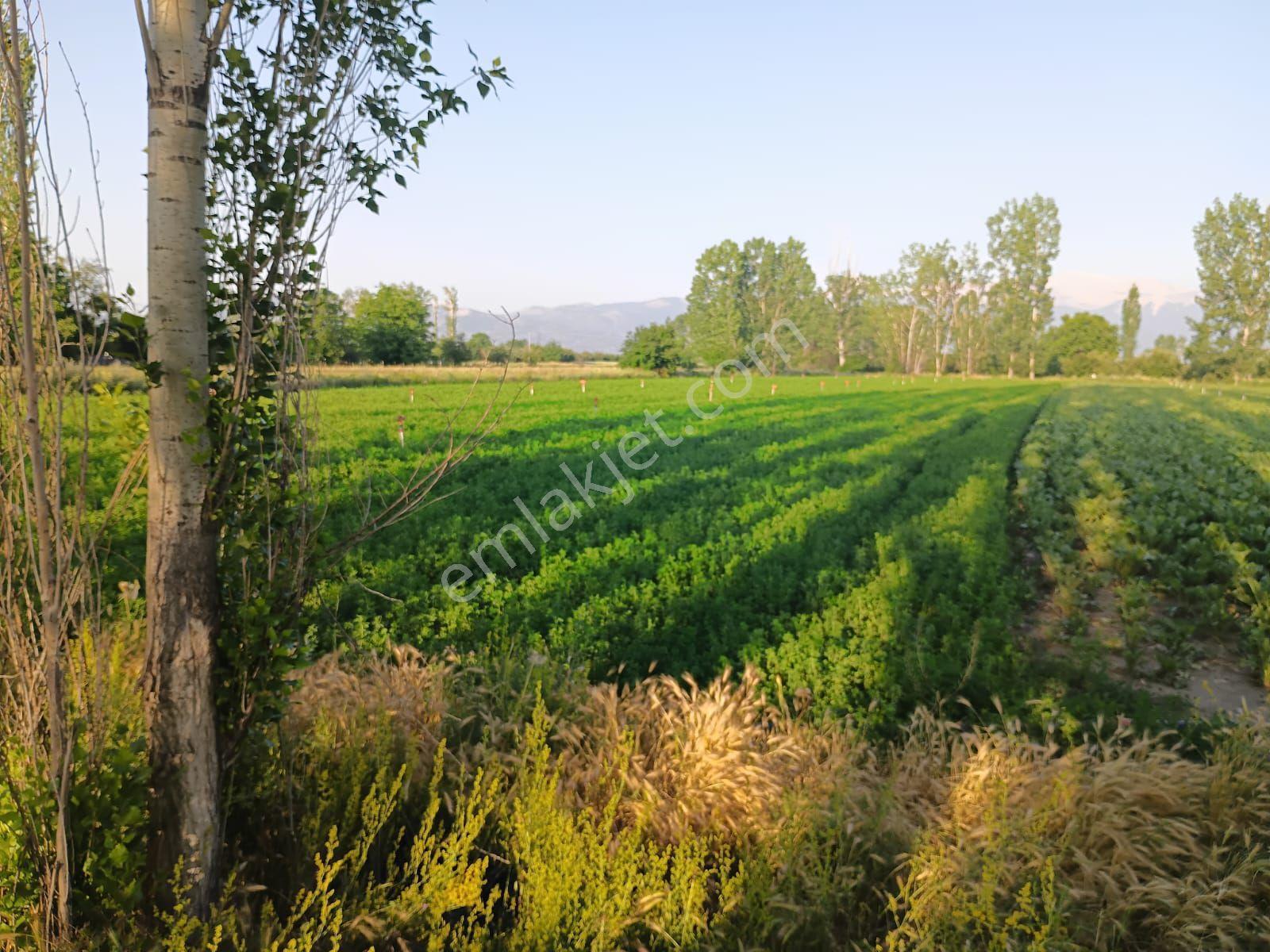 Sahibinden Yol Kenarı Tarla