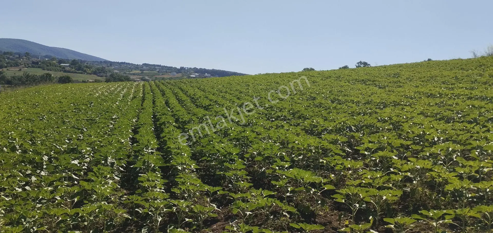 Sahibinden Kaynarca Kızılcaali’de Doğa Manzaralı 6280 M² Satılık Tarla
