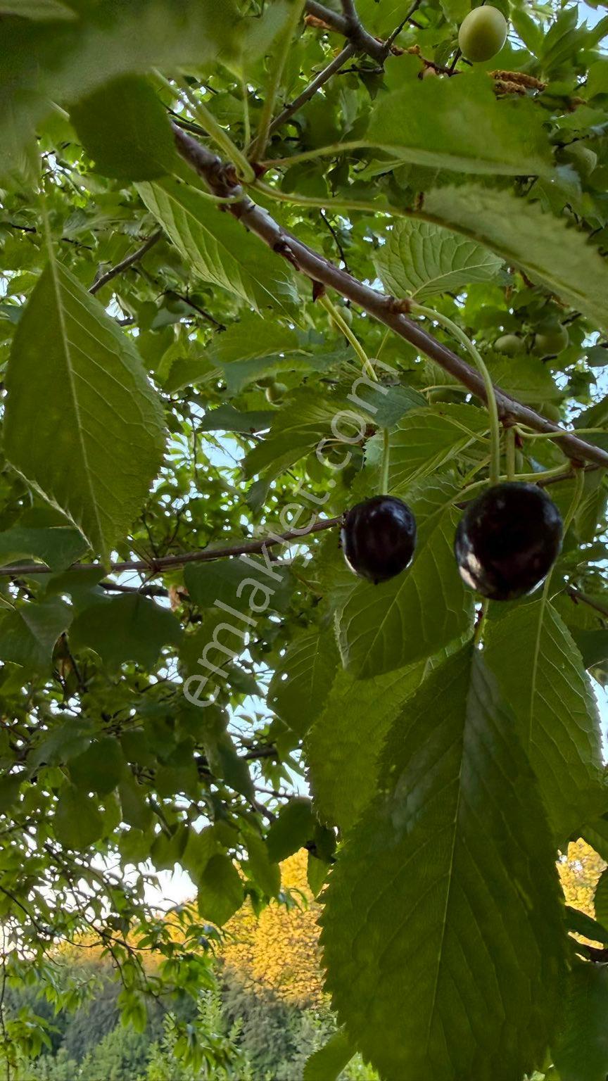 Sahibinden. Yolu Ve Suyu Var.