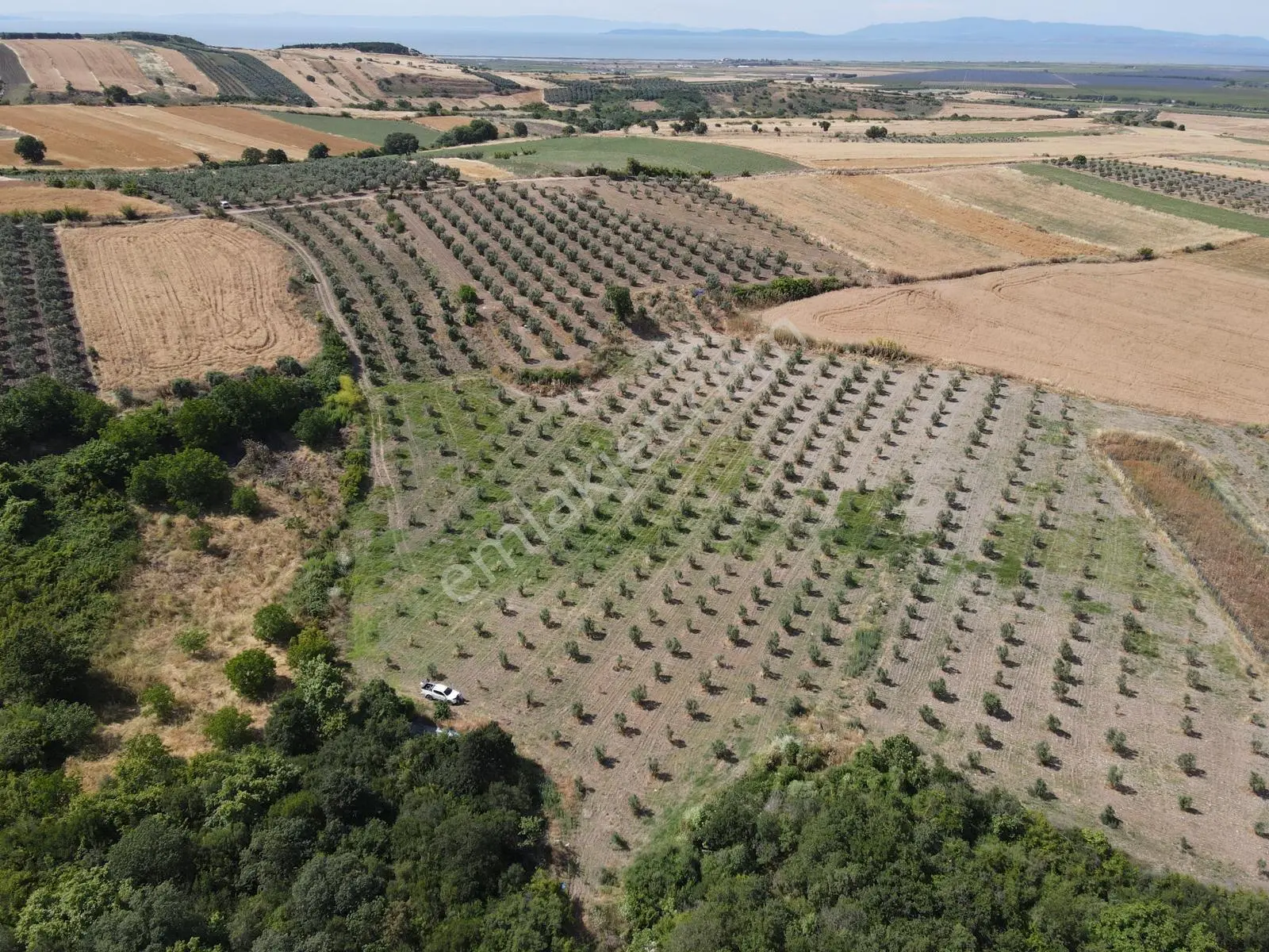 Sahibinden 11.400 M2 Zeytin Bahçesi