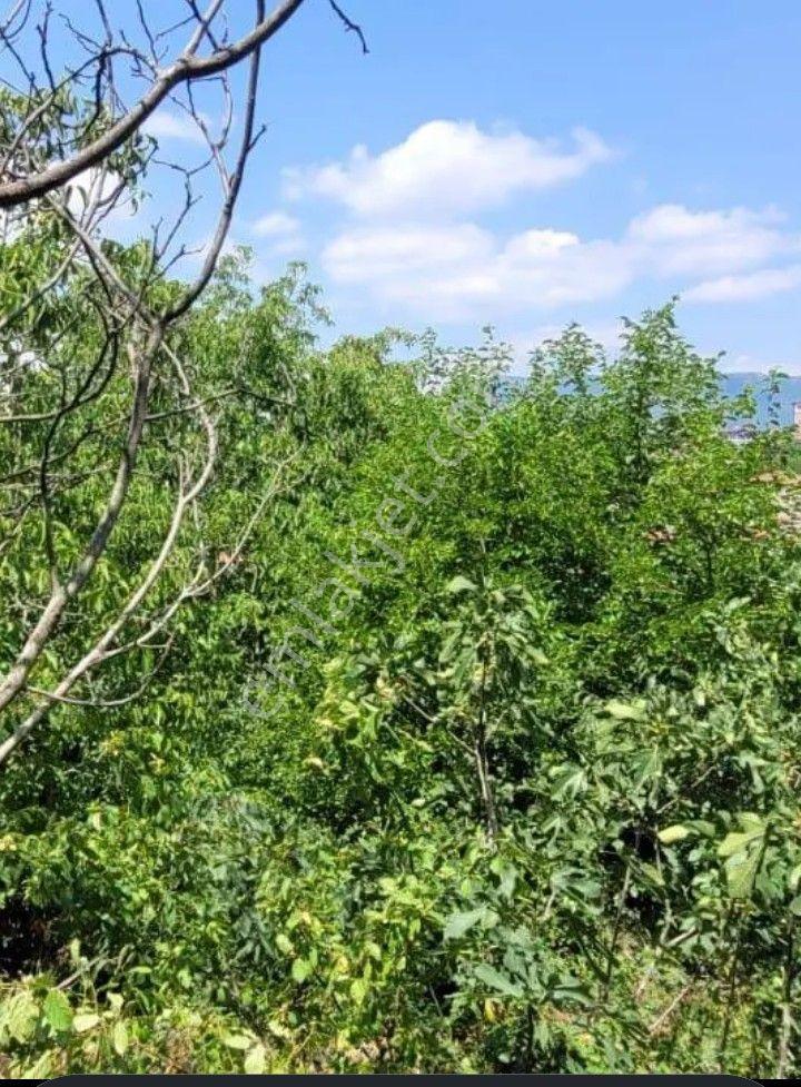 Sahibinden Safranbol Eskicarşı