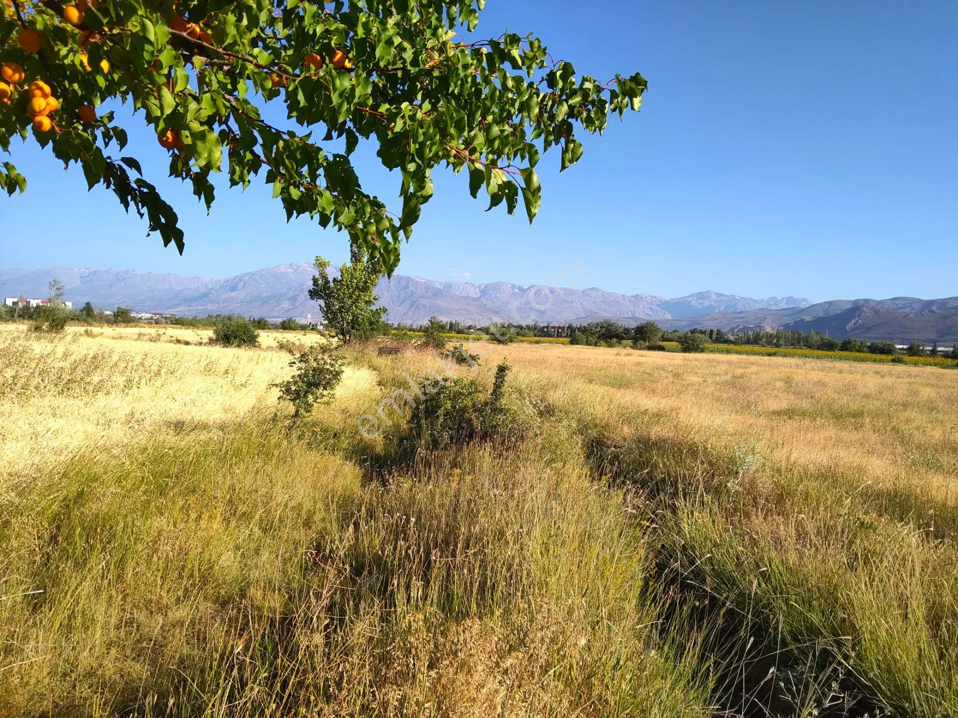 Sahibinden 6.751m² Yanlızbağ'da Sulu Tarla| Ana Yola 240m | Yatırım Fırsatı
