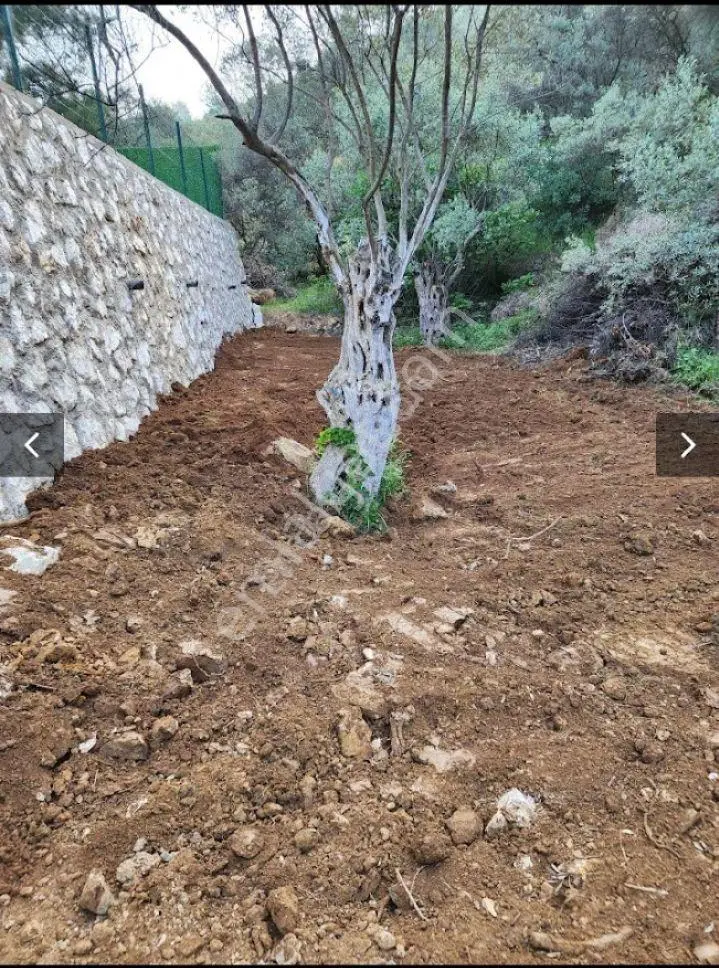 Sahibinden 2353m2 Satılık Bakımsız Zeytinlik Torbalı Dirmil İzmir