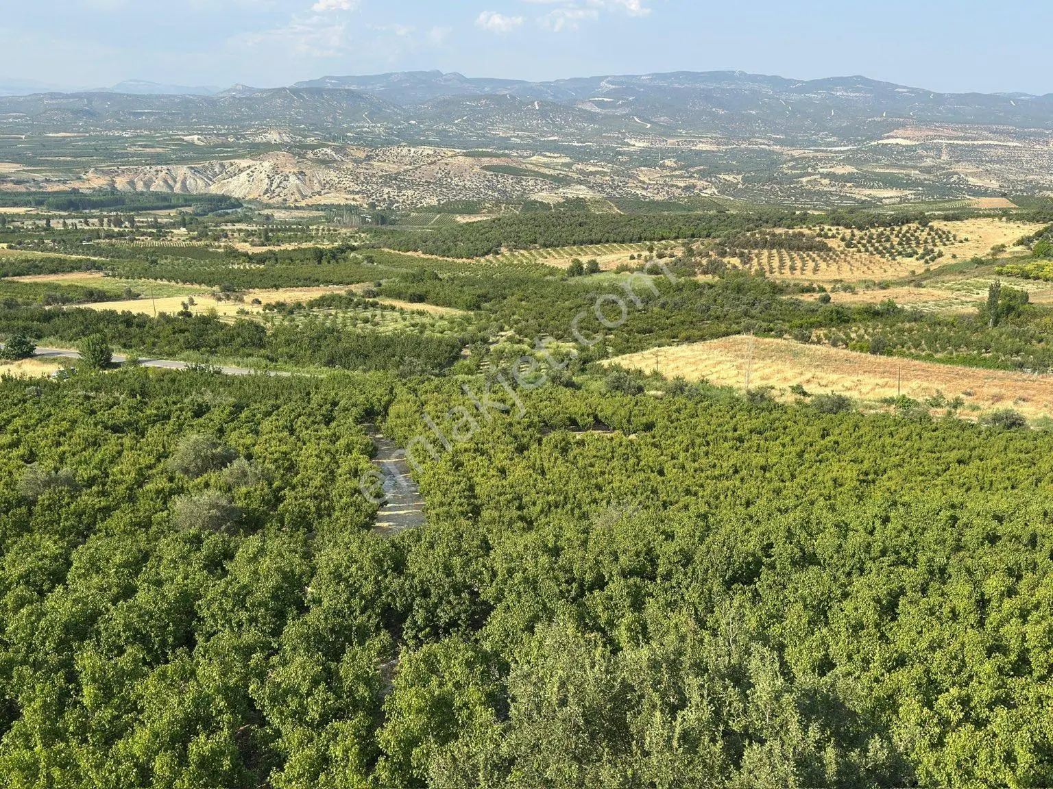 Sahibinden 41 Dönüm Anayol Kenarı Verimli Kayısı Bahçesi