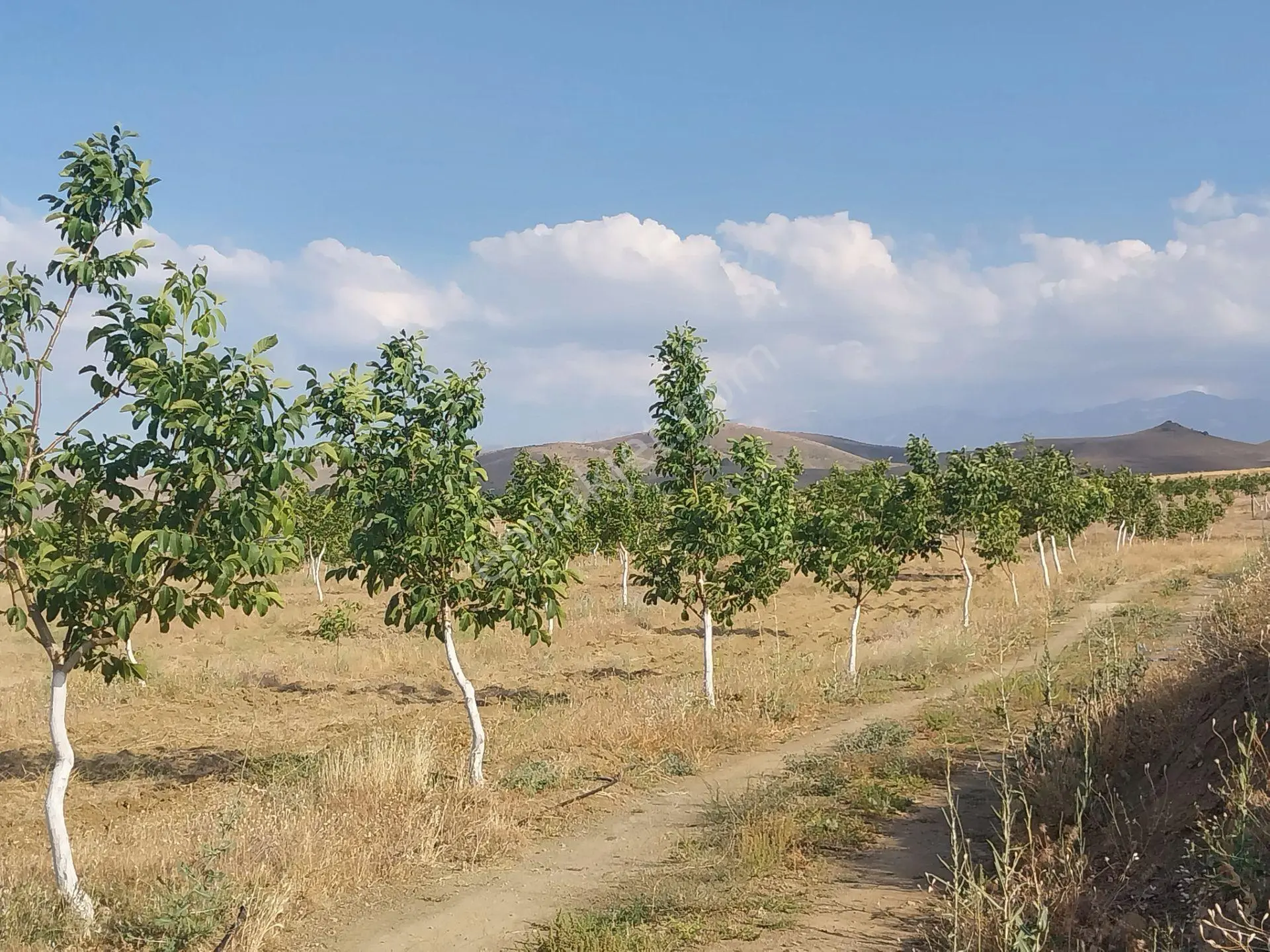 Sahibinden Niğde Ulukışla Otoban Çıkışında Satılık 5 Yaş Ceviz Bahçesi