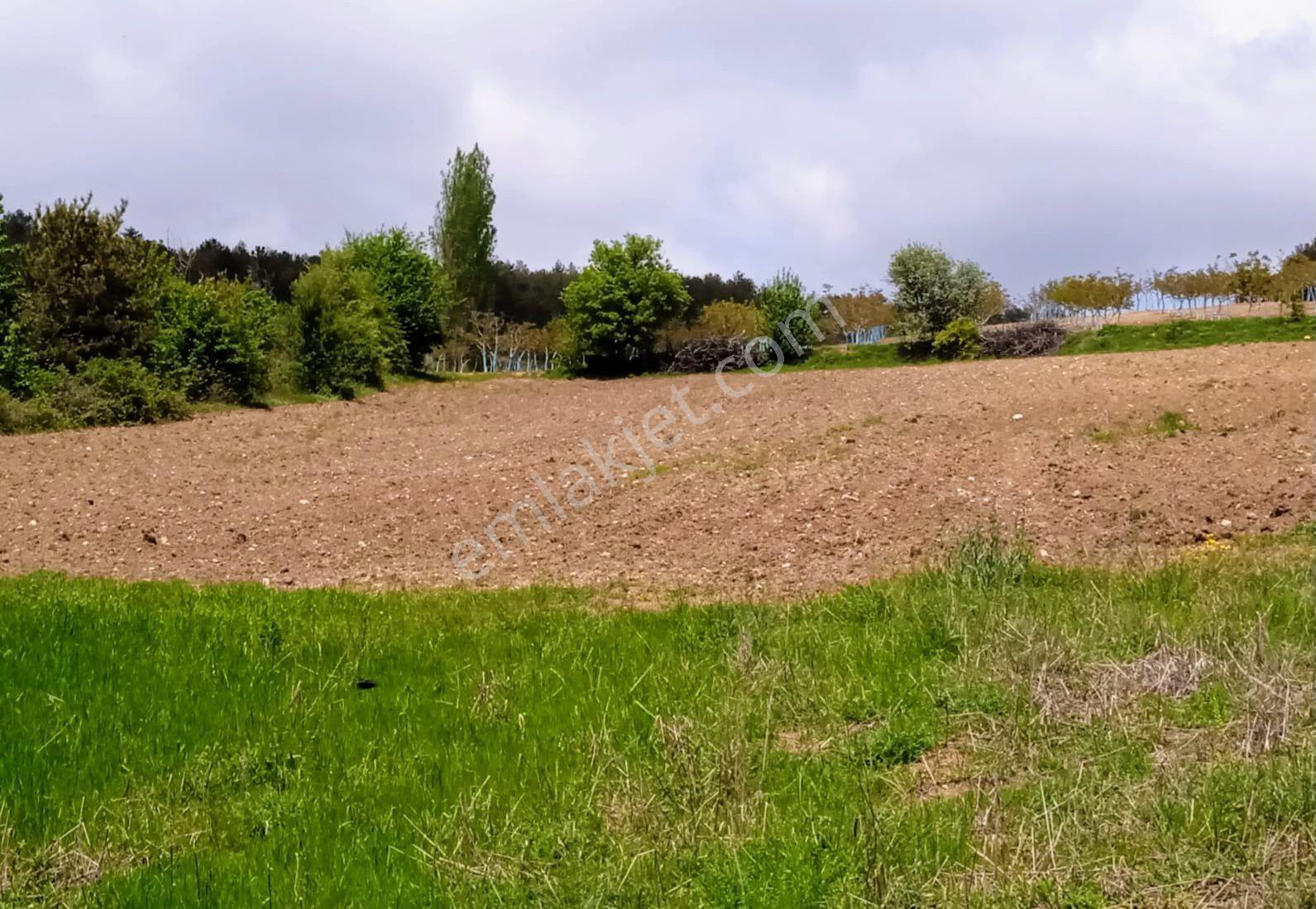 Sahibinden Bilecik Gölpazarı Armutçuk Köyü 7709m2