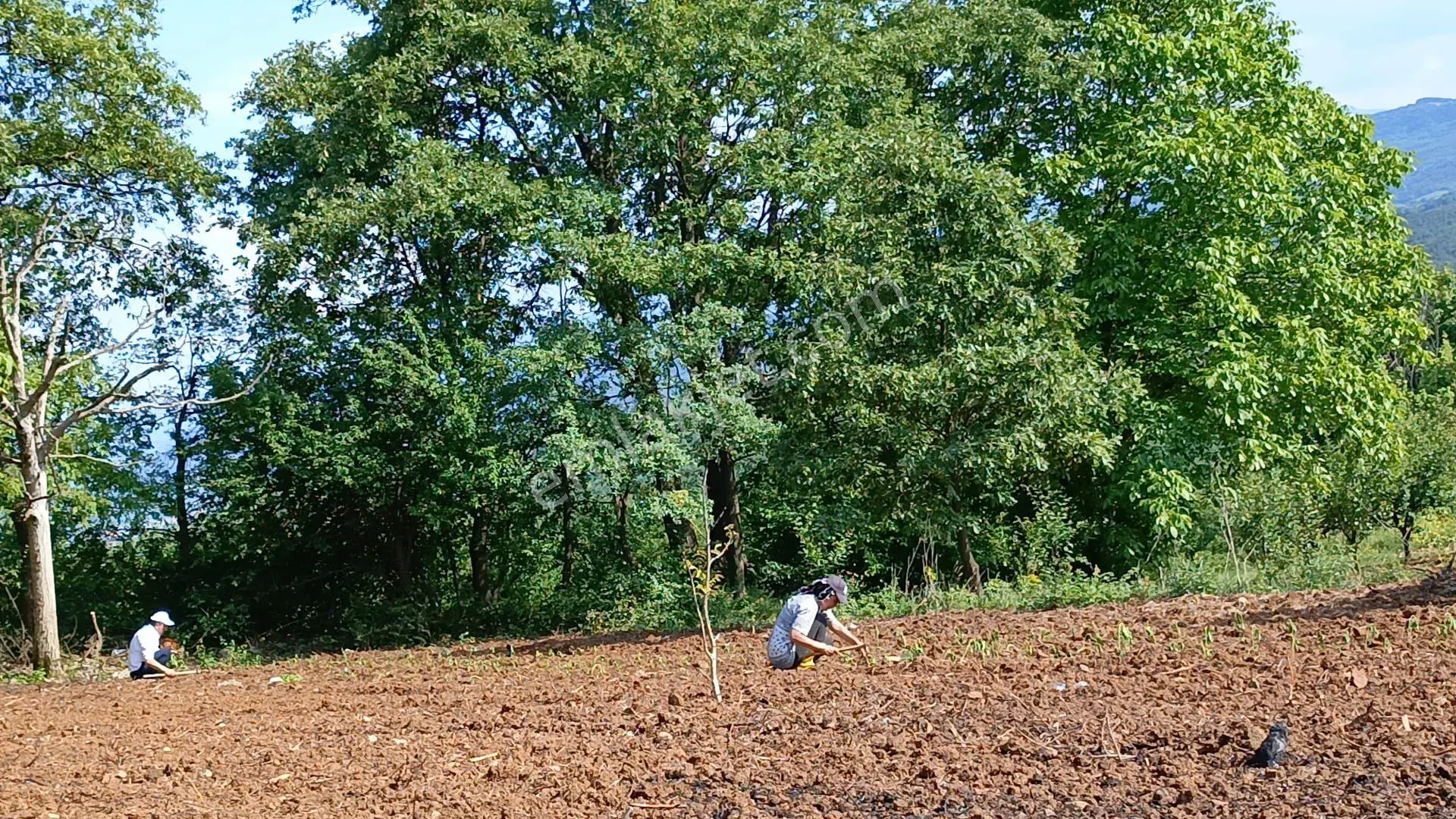 Sahibinden Satılık İnegöl Akıncılar 887 M2 Bahçe