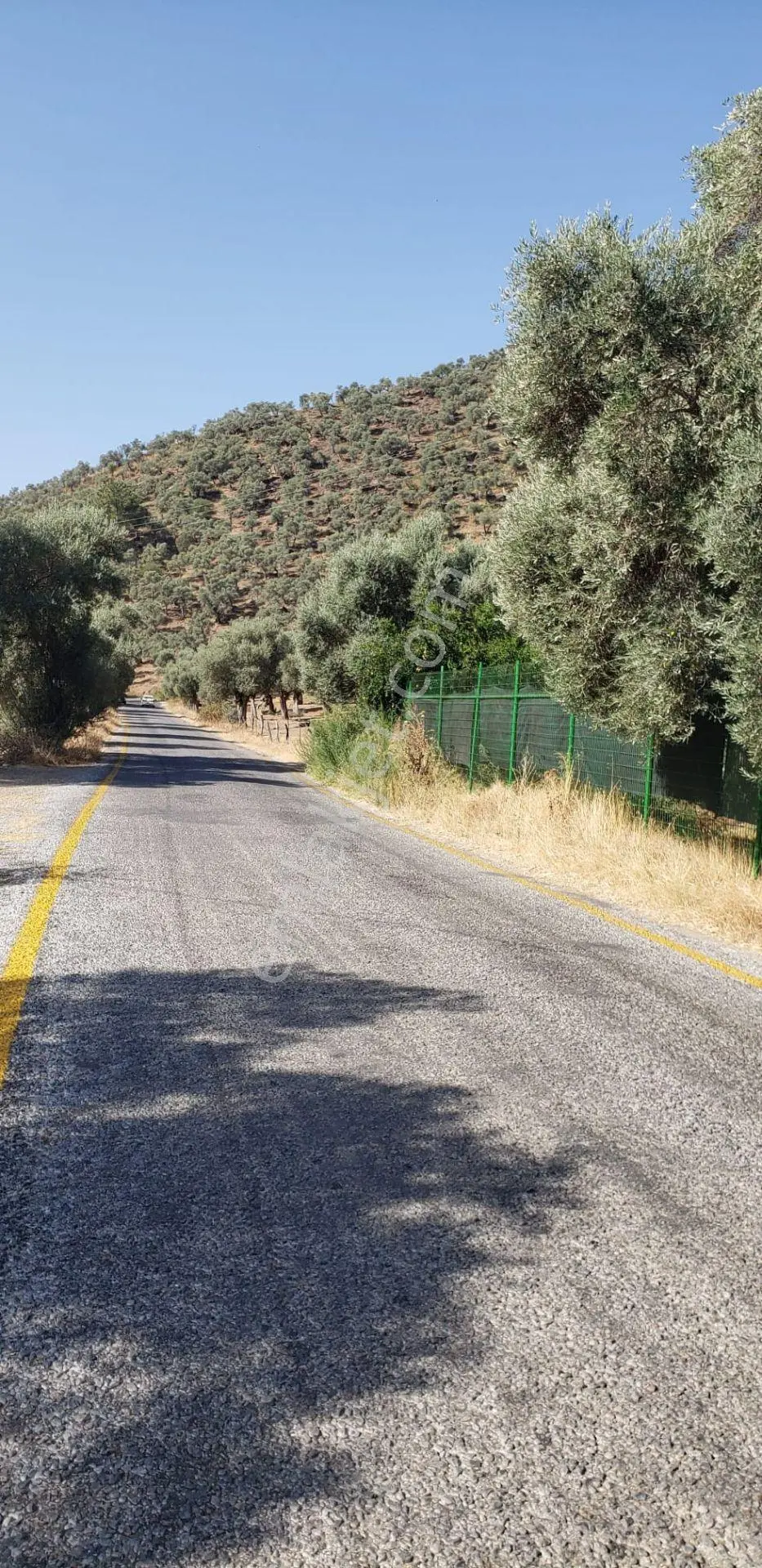 Sahibinden Derince'de Satılık 14.500 M² Verimli Zeytinlik