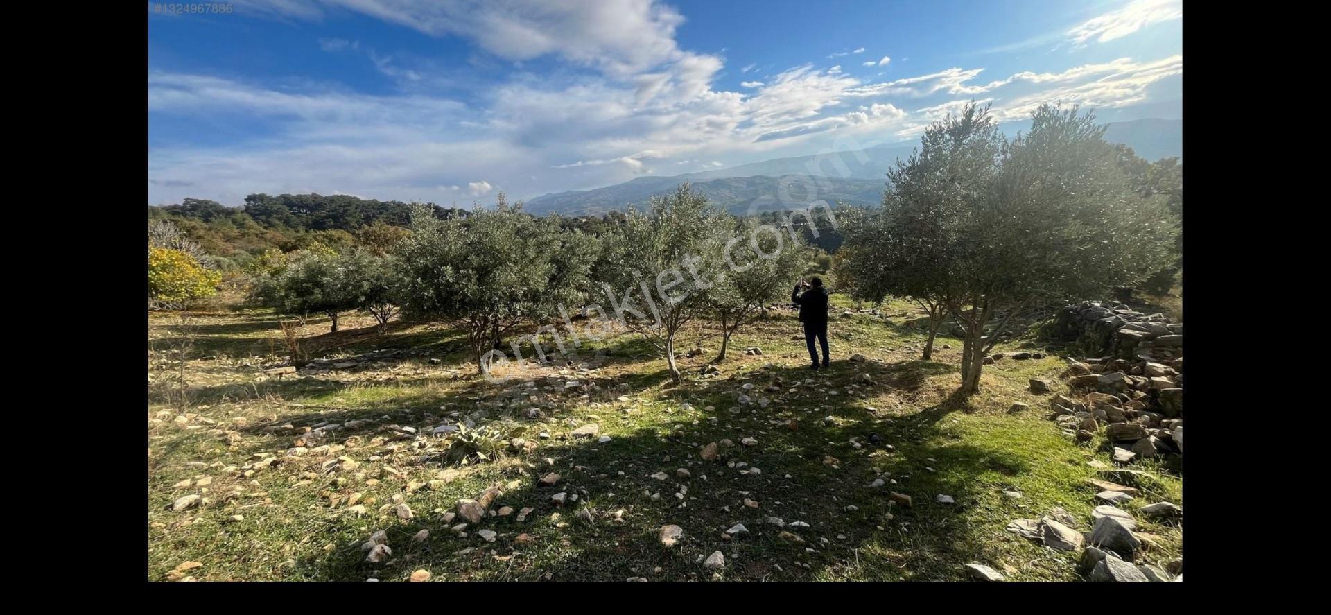 Sahibinden İzmir Kiraz Çayağzında Tek Tapu, Yatırımlık Tarla