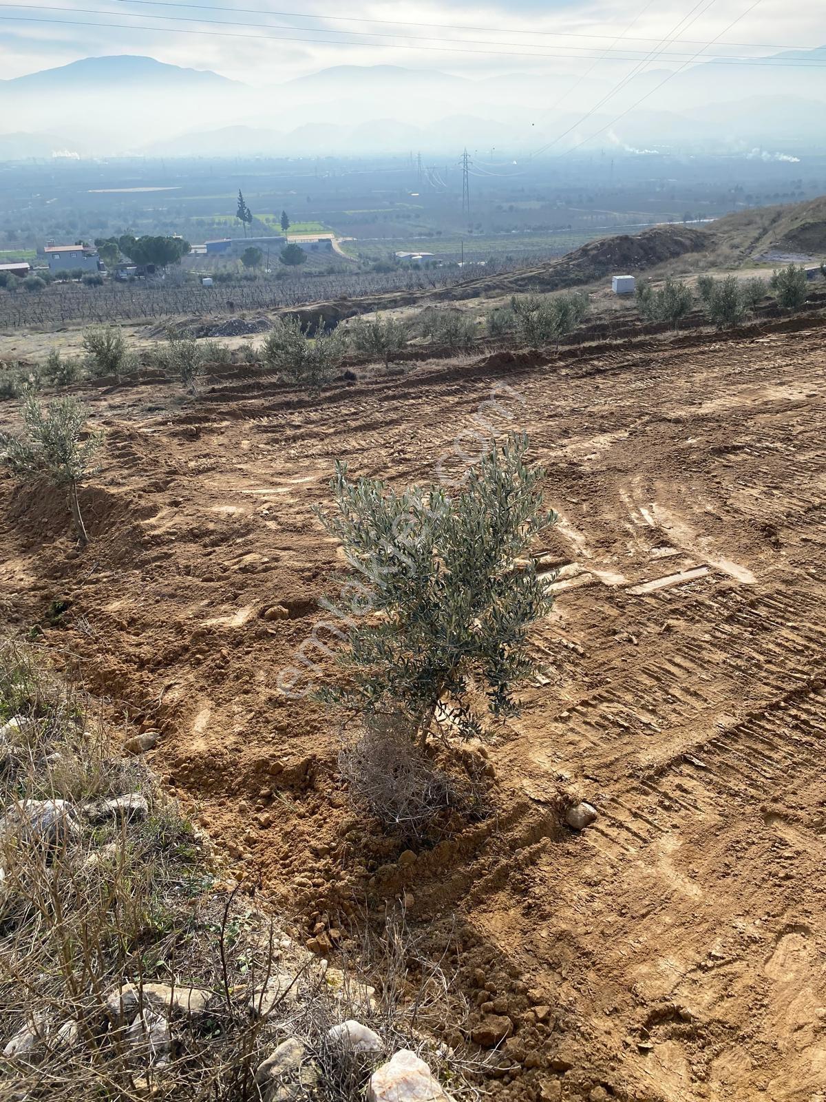 Sahibinden Alaşehir Toygar’da 3.3 Dönüm Manzaralı Zeytinlik