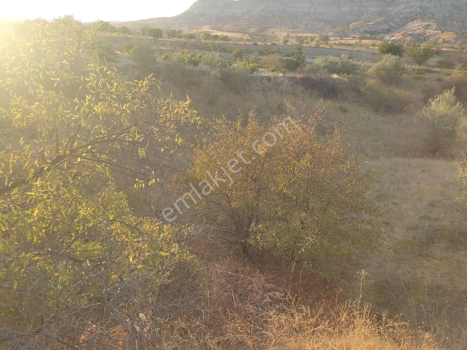 Sahibinden Ürgüp Aktepe (üçlü Peri Bacaları) Üç Güzellere Yakın Satılık Bağ
