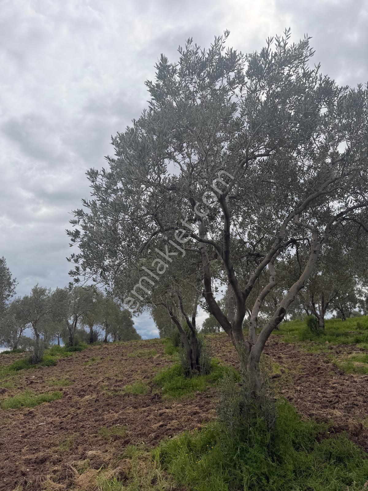 Sahibinden Akhisar’da Osb’ye 500 Mt Mesafede | 48 Zeytin Ağaçlı Yatırımlık Zeytinlik
