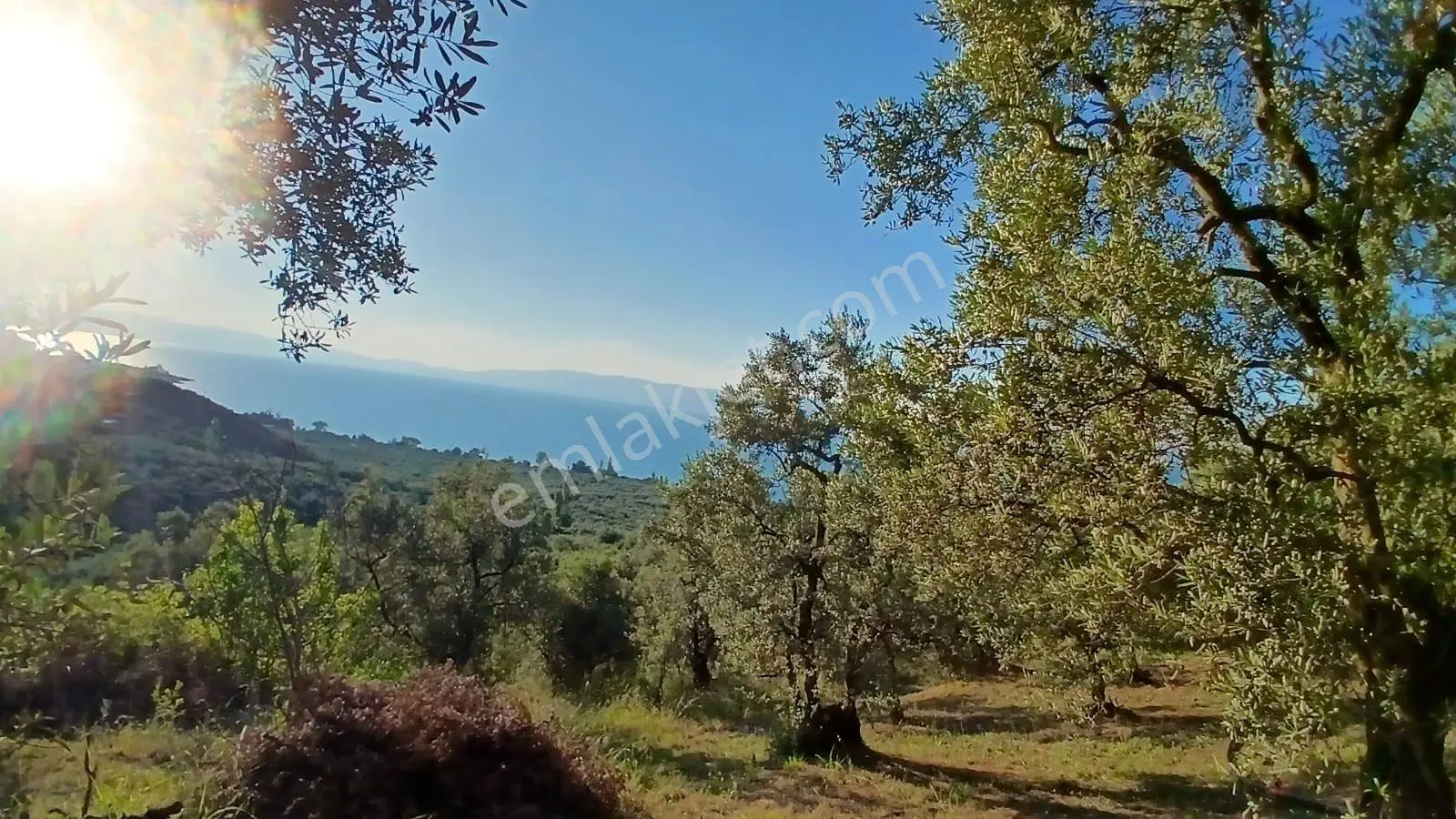 Sahibinden İznik Göllüce Göl Manzaralı 2.427 M2 Müstakil Zeytinlik