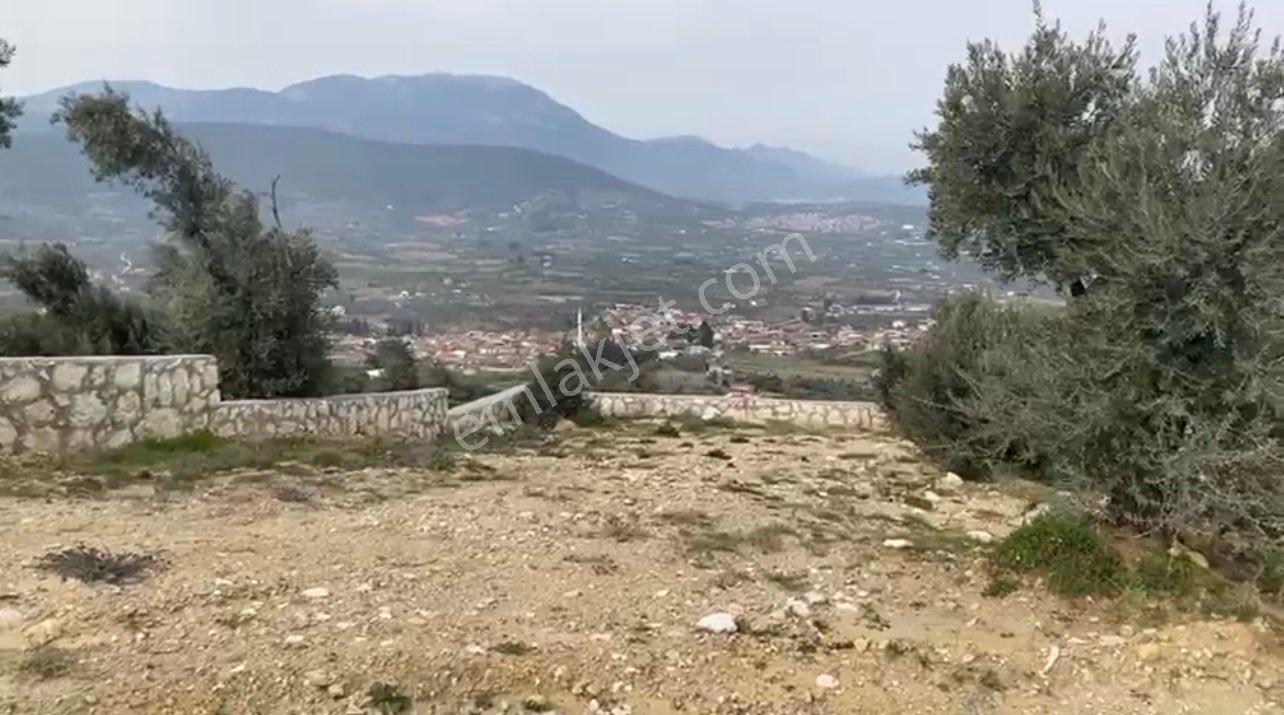 Sahibinden Satılık , İzmir Torbalı’da Yatırımlık Hisseli Zeytinlik