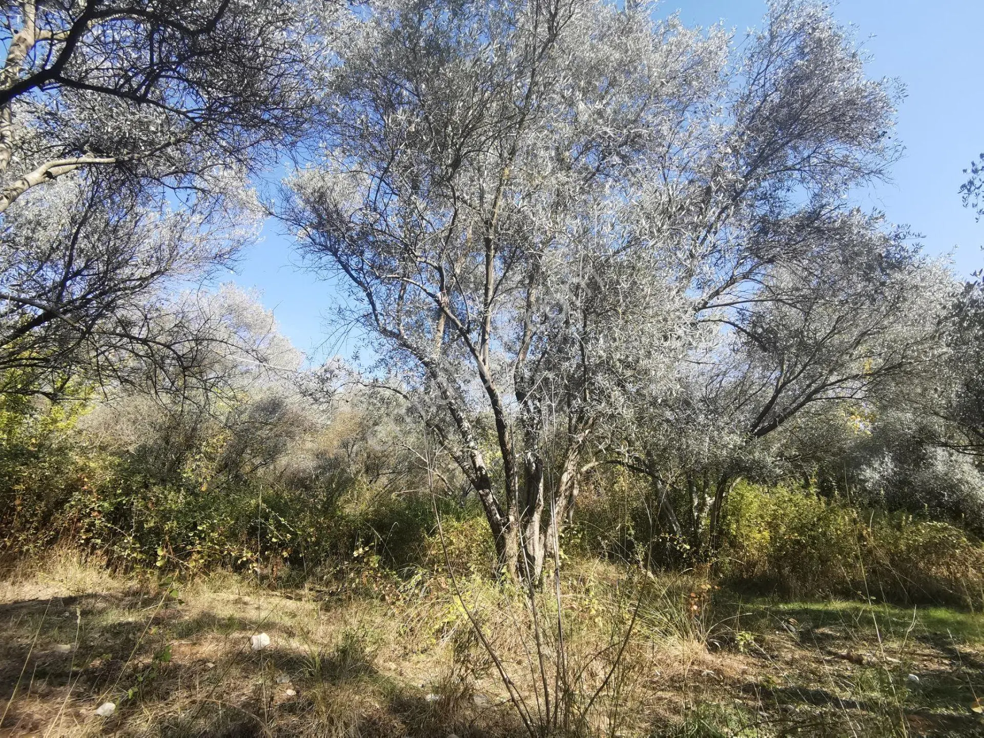 Sahibinden İnlice Plajı'na 15 Dakika Yürüme Mesafesinde 2000m2 Yatırımlık Arsa