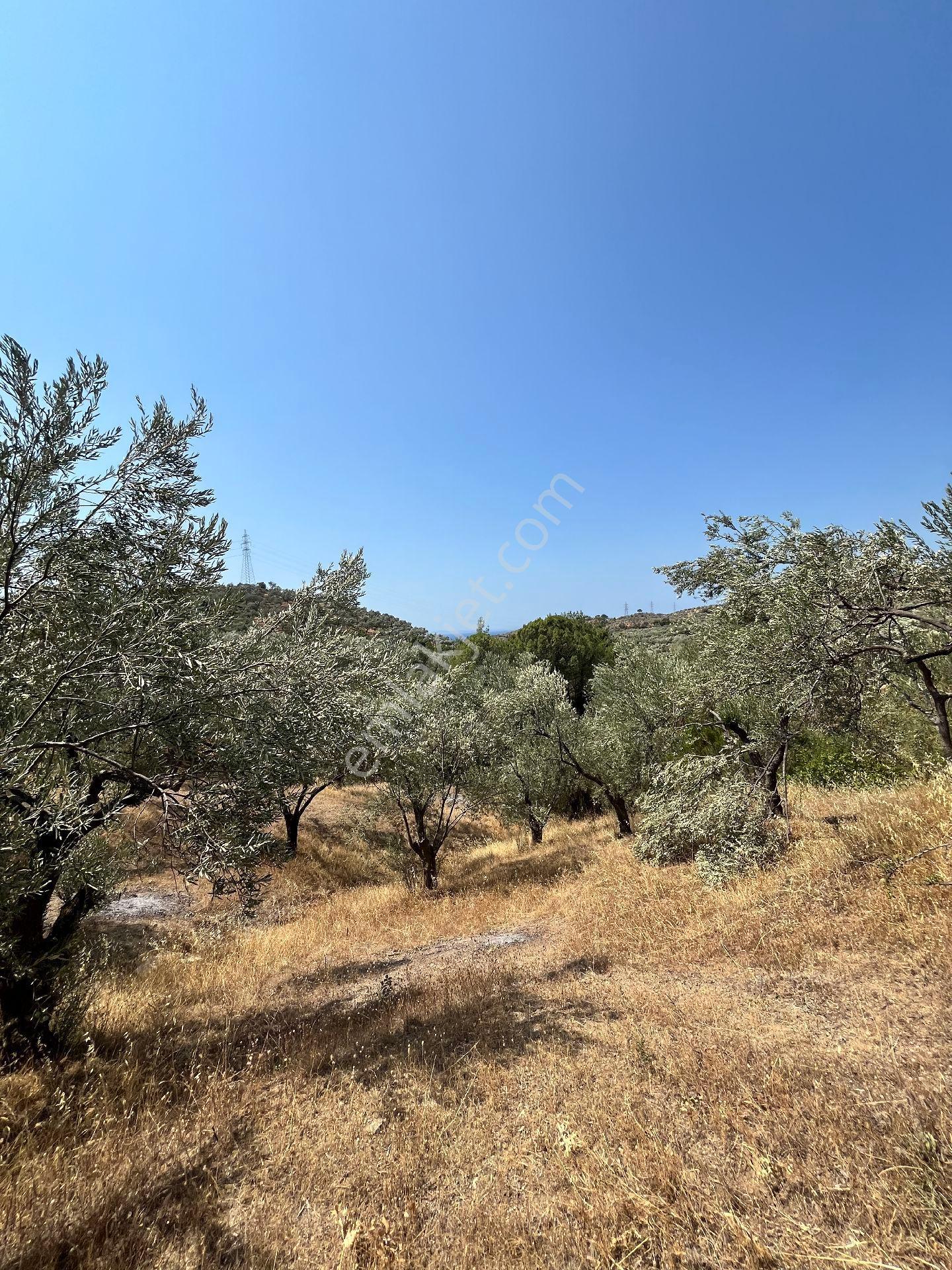 Sahibinden Çamlıbel Satılık Zeytinlik 2929 Metrekare
