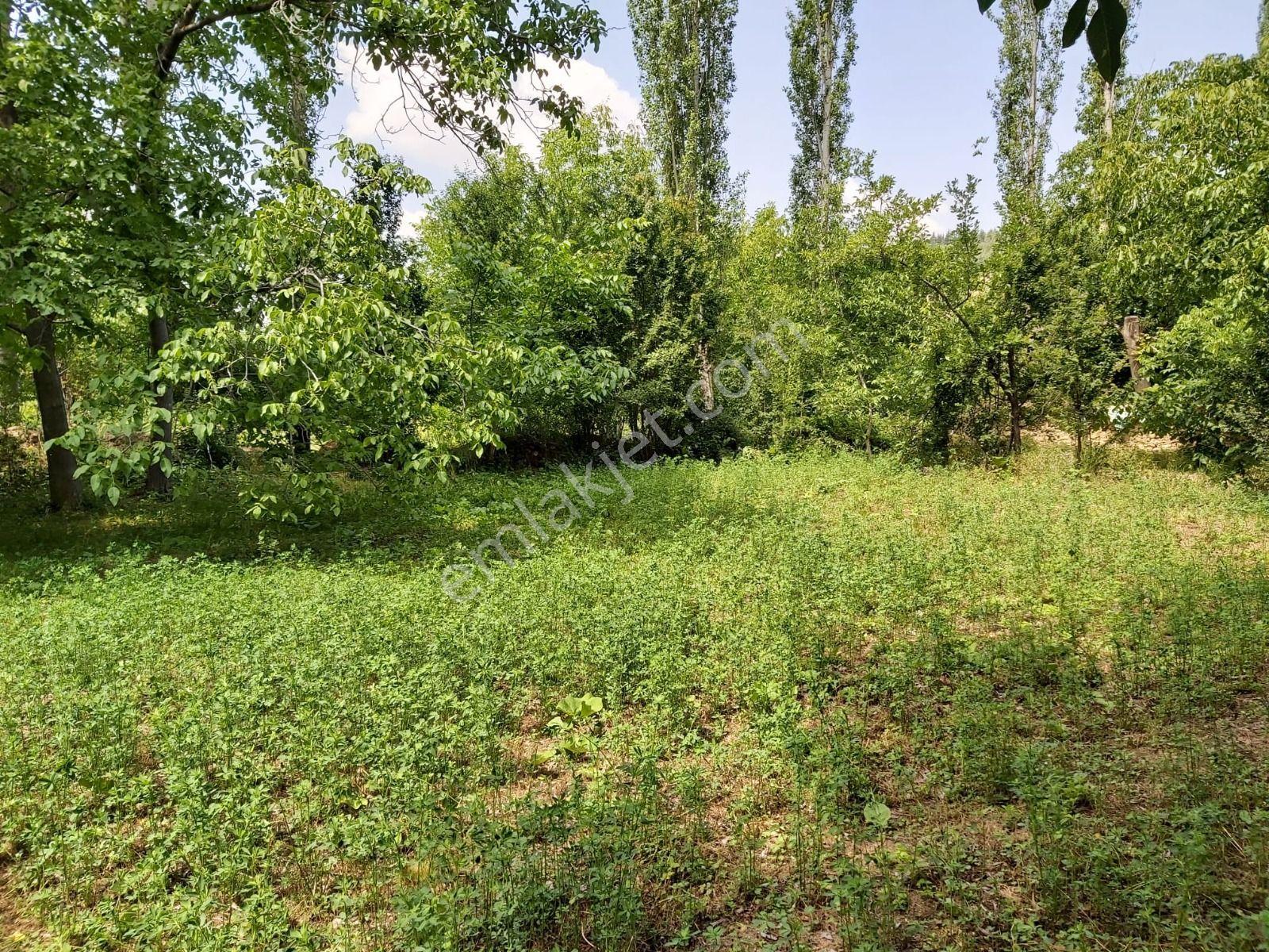 Sahibinden Isparta, Şarkikaraağaç, Çarıksaraylar/cumhuriyet Mahallesi Satılık Bahçe 423,59m2