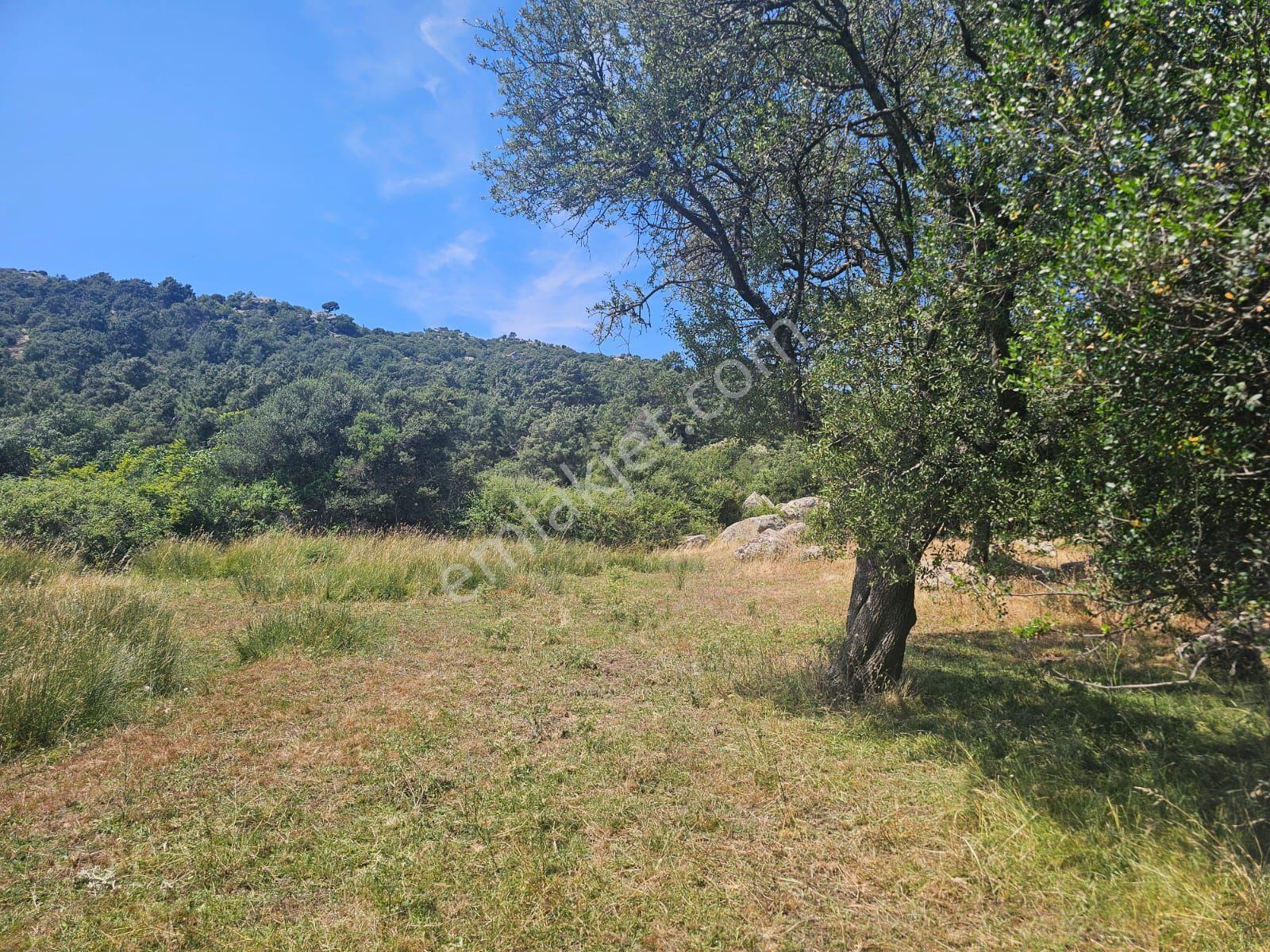 Sahibinden Çanakkale Ezine Yavaşlar'da 16.900 M² Müstakil Tapulu Arsa