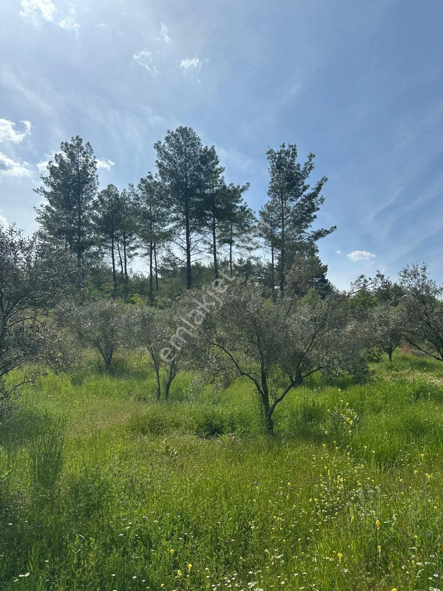 Sahibinden Satılık Zeytinlik
