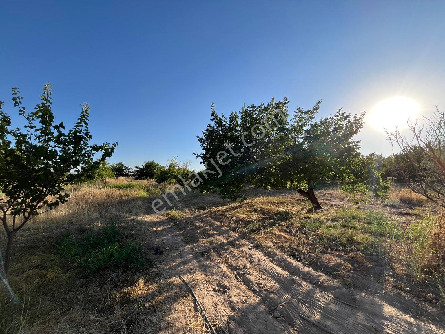 Sahibinden Malatya Akçadağ Havalimanı Yakını 10.900 M² | 75 Kayısı Ağacı | 2,5–3 Ton Verim | Yol-su-elektrik