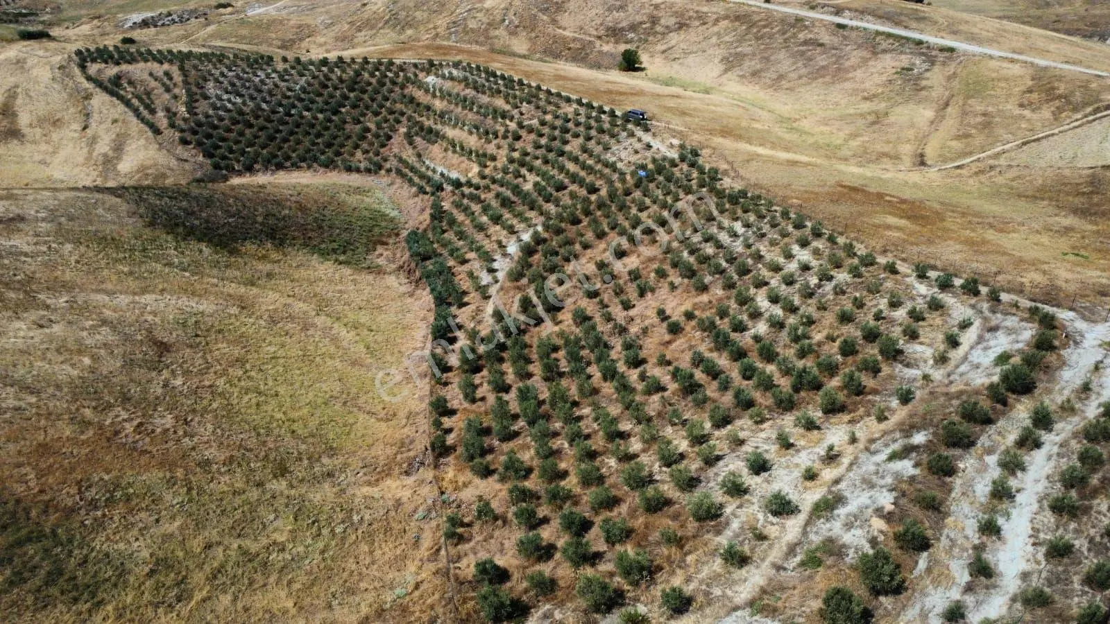 Sahibinden Alaşehir İsmailbey’de Satılık 17.000 M² Verimli Zeytinlik