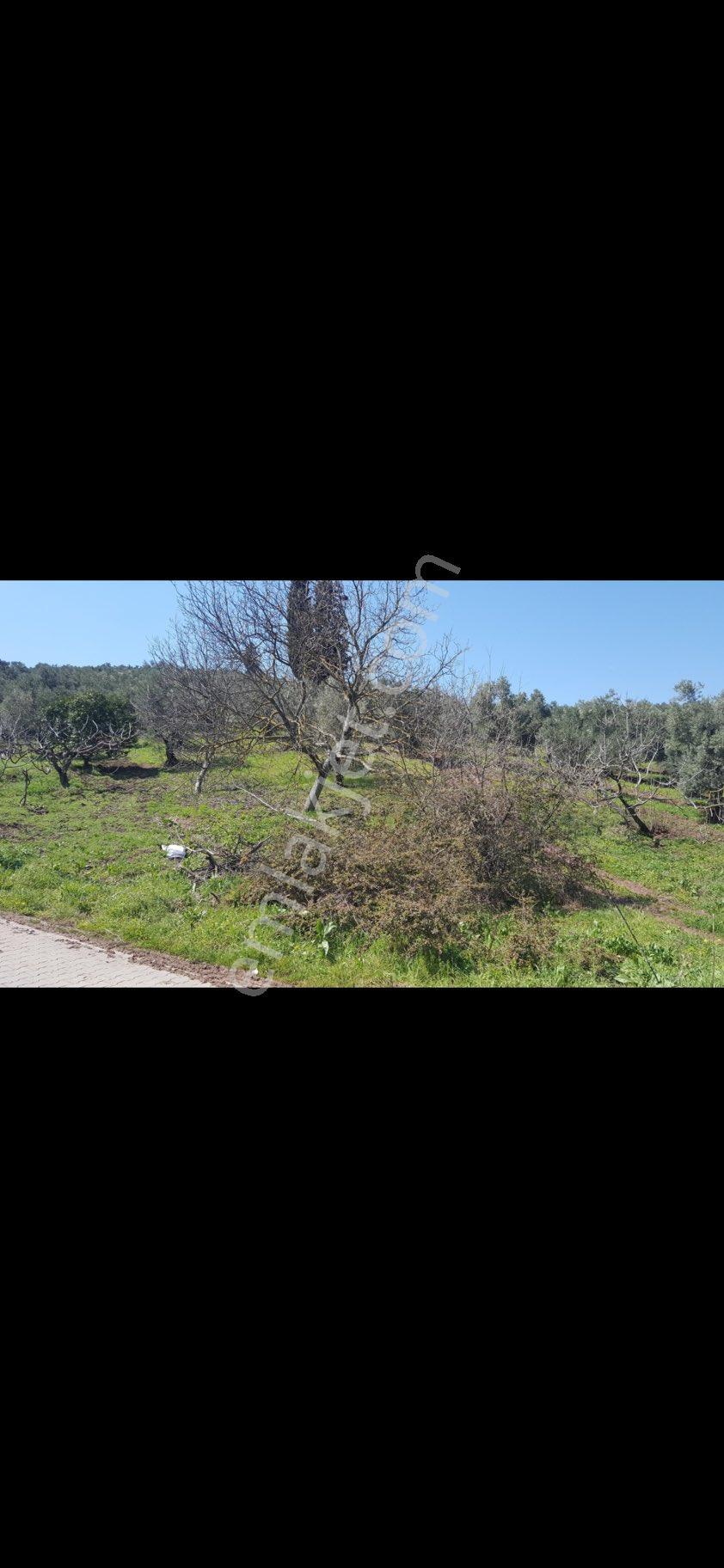Sahibinden Köy İçinde Yol Kenarı İmarlı Arsa