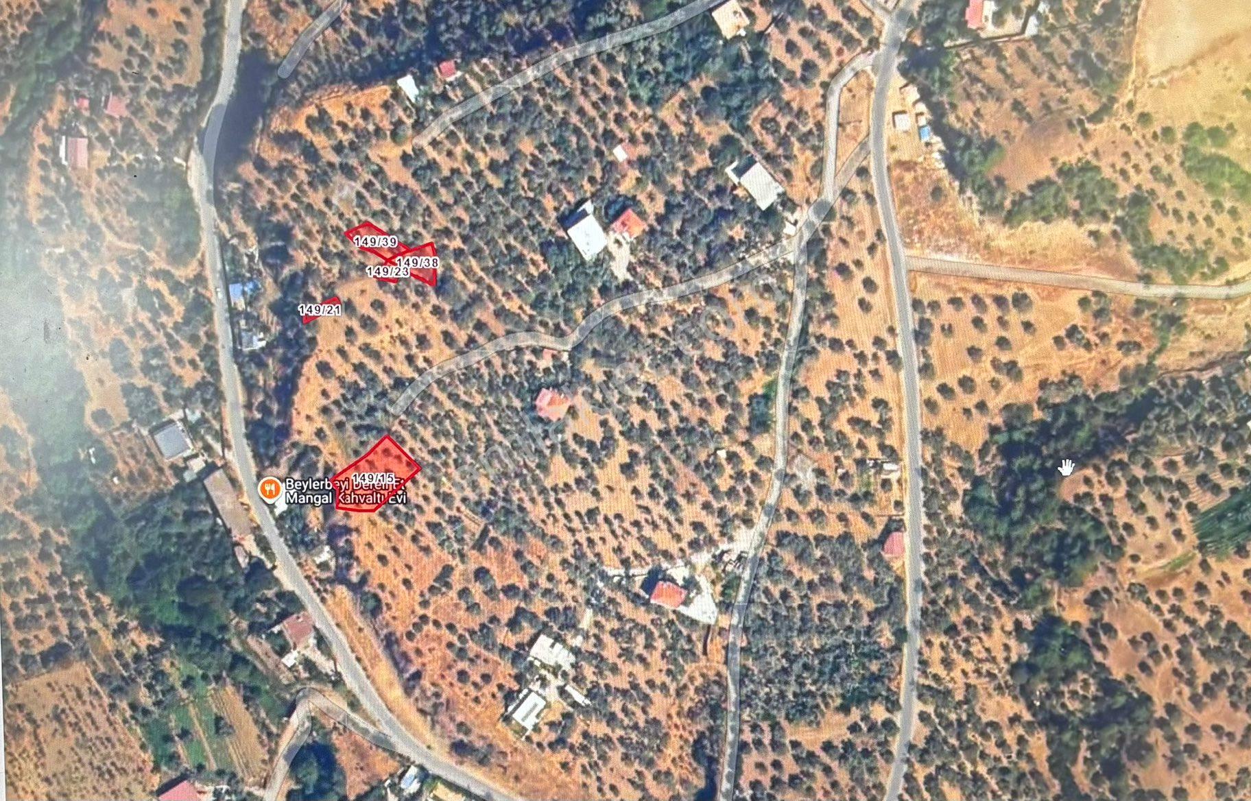 Sahibinden Aydın Konuklu Yatırımlık Satılık Zeytinlik