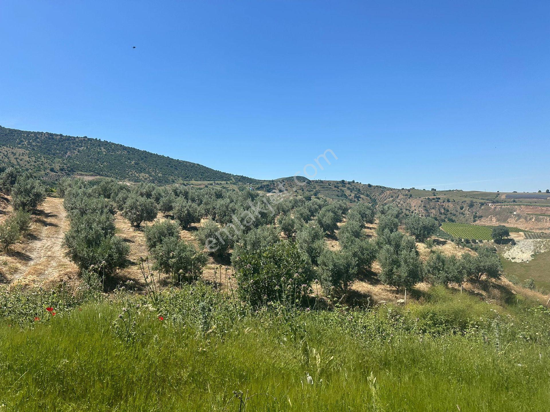 Sahibinden Manisa Narlıdere 12 Dönüm Satılık Zeytinlik