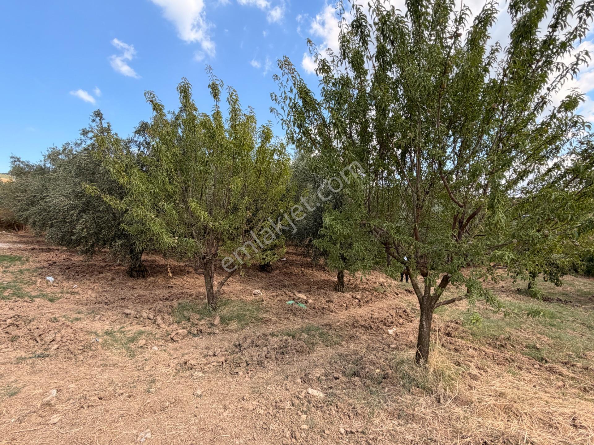 Sahibinden Kayacıkta Satılık Verimli Zeytinlik 1767m2