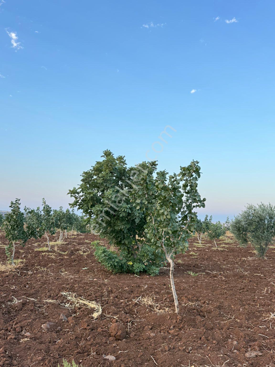 Sahibinden Satılık Kepir Tarla Fıstıklık 24 Dönüm Müstakil Tapulu
