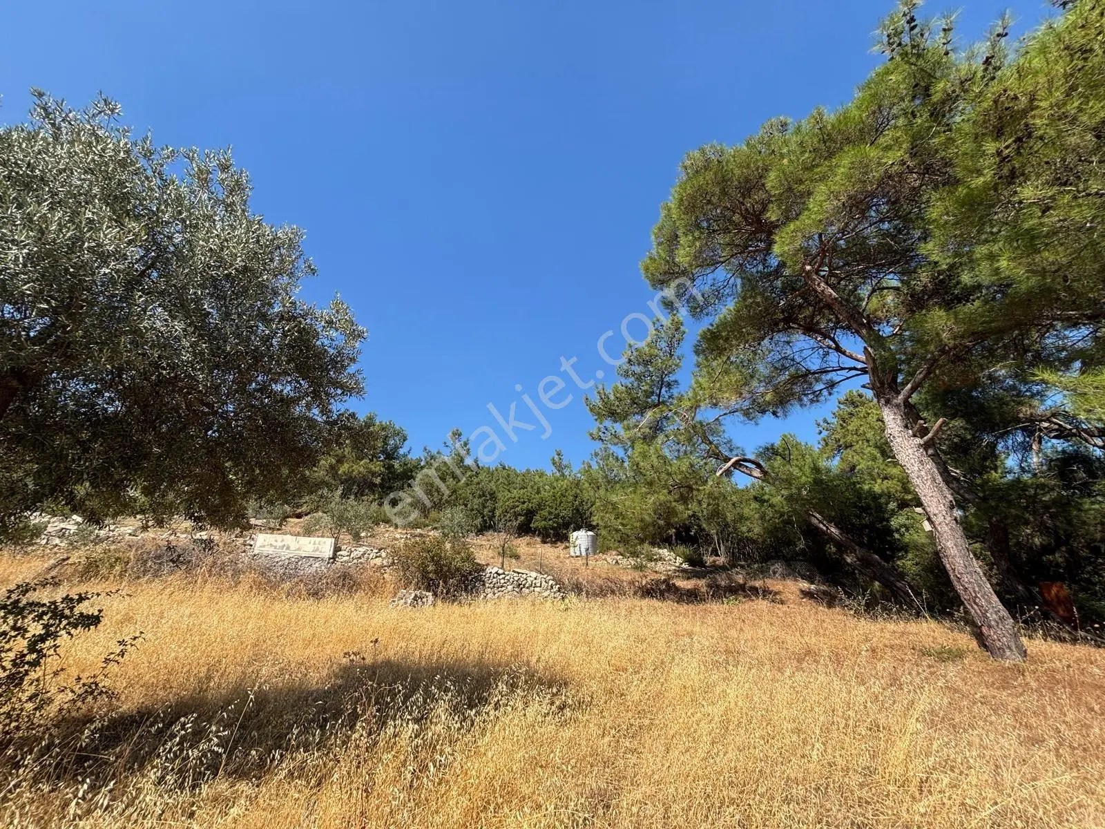 Sahibinden Yakaköy 1200m2 Bağ-kirazlık.