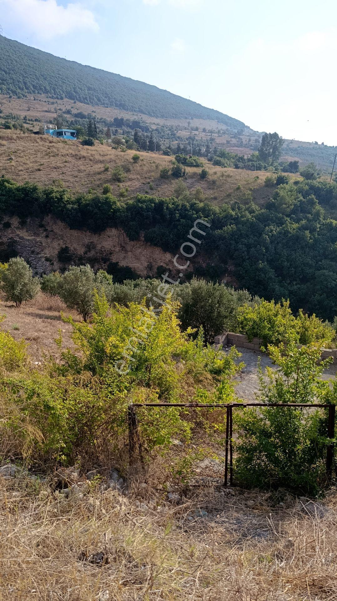 Sahibinden Cırtıman Mahallesi Ada Mevkii Yaylası 1.647 Metre Tek Tapulu Bahçe