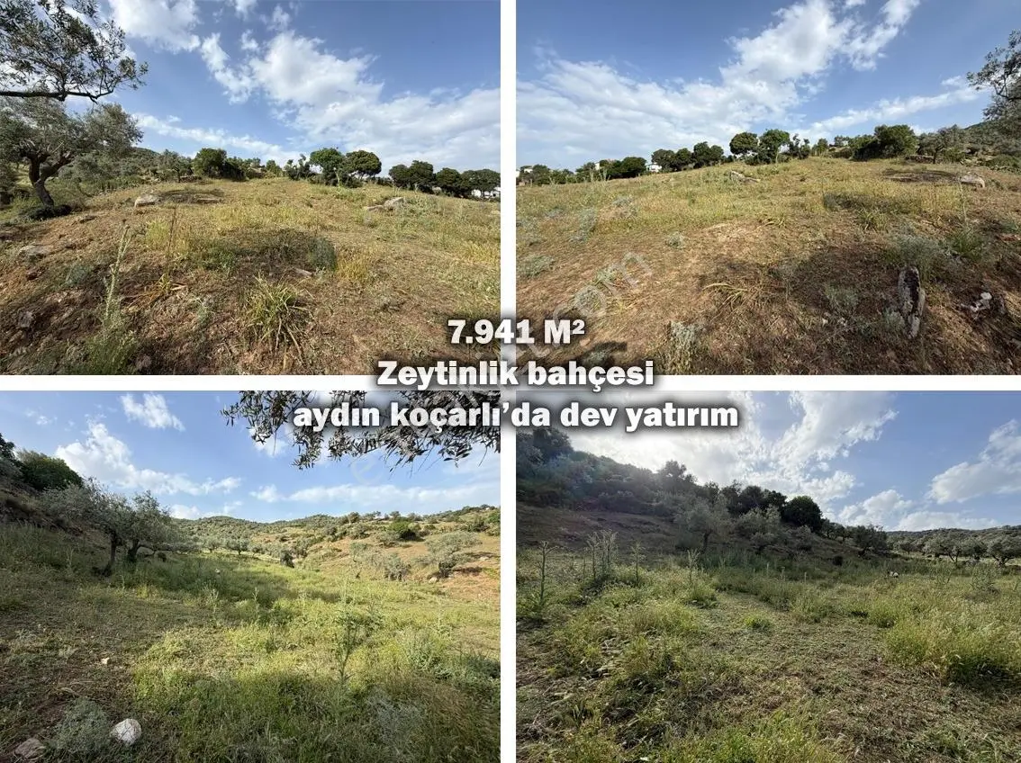 Sahibinden Koçarlıda Acil Satılık Zeytinlik