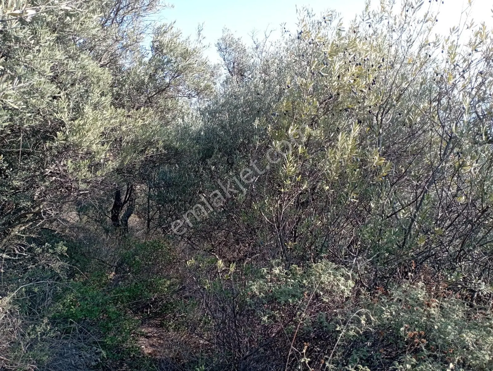 Sahibinden Mükemmel Konumda Kamyon Yoluna Sıfır Zeytinlik