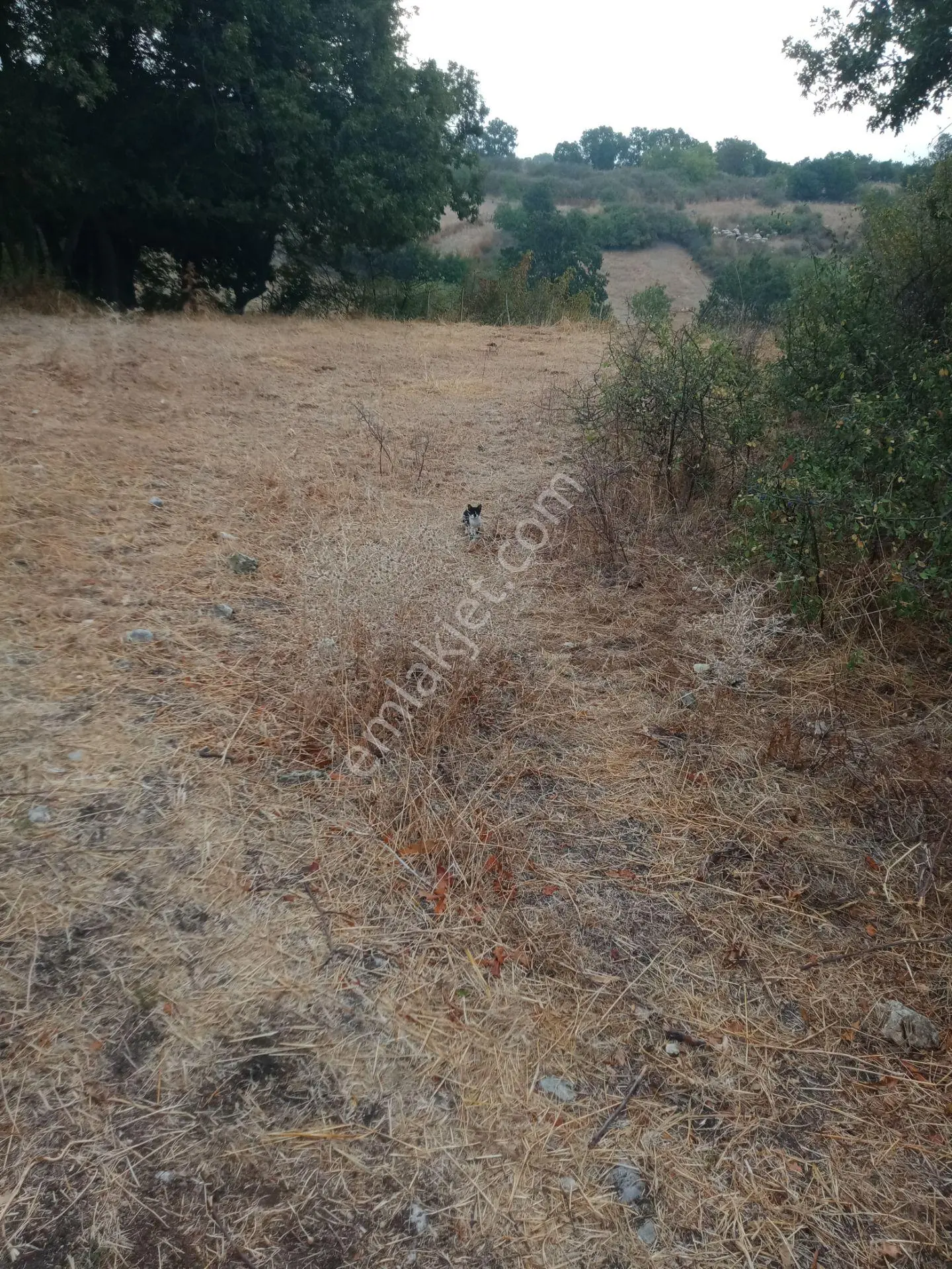 Sahibinden Arsa Bağ Bahçe İmarlı