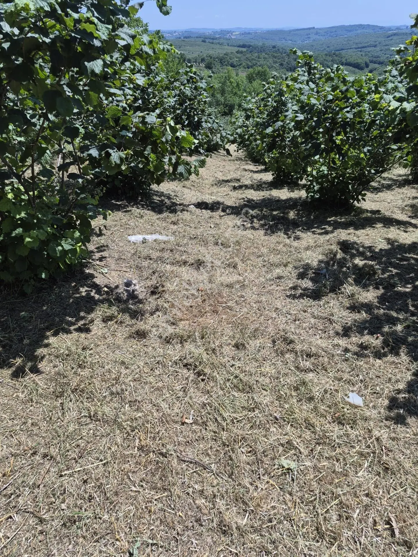 Sahibinden Antaplı Fındıklık