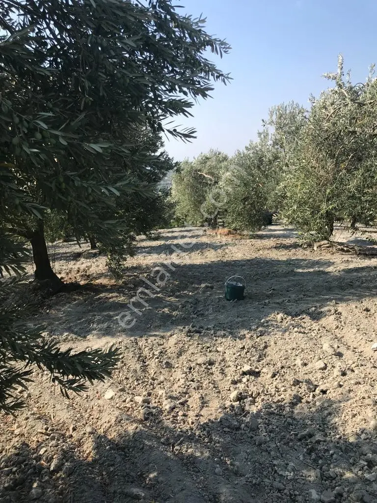 Sahibinden Akhisar Zeytinliova'da Satılık 20.148 M² Verimli Zeytinlik
