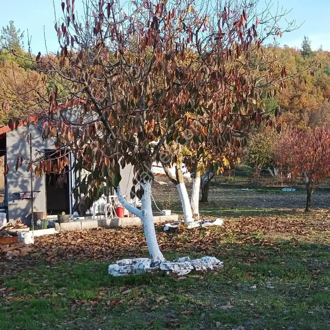 Sahibinden Manisa Turgutlu Dağyeniköy De Müstakil Parsel İçinde Evi Olan Meyve Bahçesi