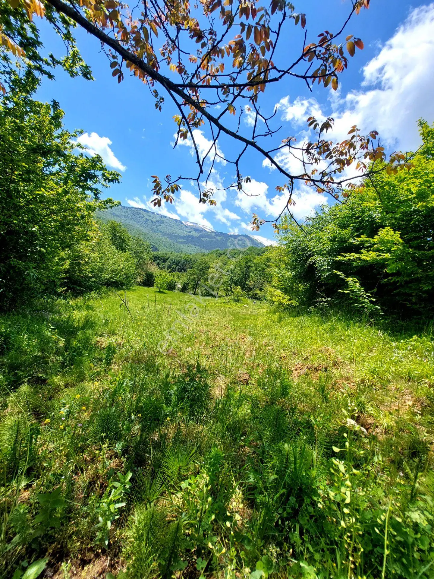 Sahibinden İnegöl Kıran Mahallesi'nde 3172 M² Verimli Satılık Tarla