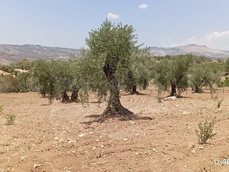 Sahibinden satlık Musabeyli kurtarada 2700 mt arazi