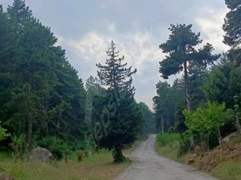 SAHİBİNDEN, ZEVZEK'TE