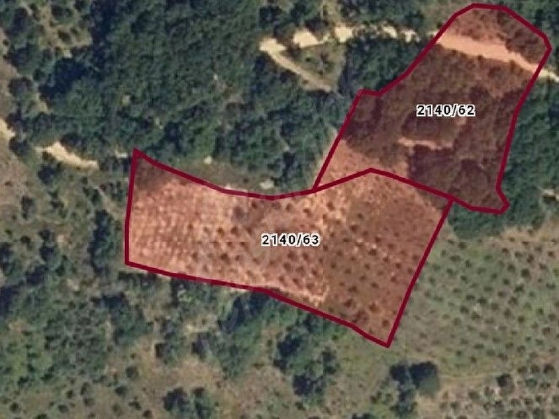 zeytin bahçesi