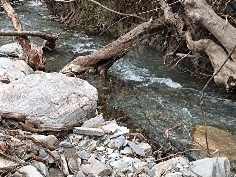 Zeytinlik acil satılık
