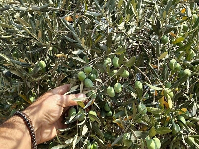 MUĞLA MİLAS KARACAHİSAR'DA KÖY YERLEŞİK ALANINDA TEK TAPU BAHÇE