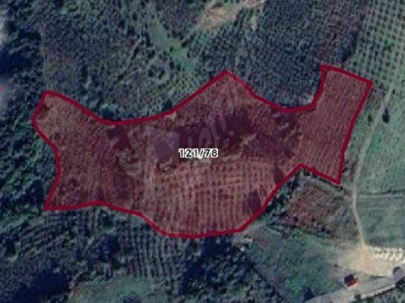 KANDIRA FINDIK BAHÇESİ 3.960 MT2 HİSSE