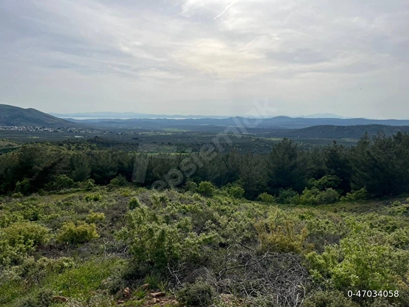 AYVALIK TIFILLAR MH. 480 m2 İMARLI ARSA