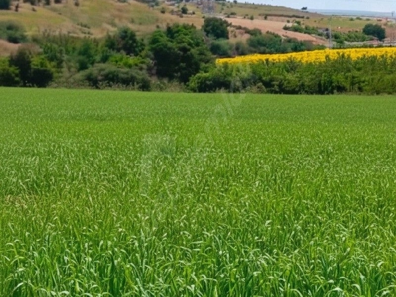 PEHLİVANKÖY/KUŞTEPE SATILIK ARAZİ