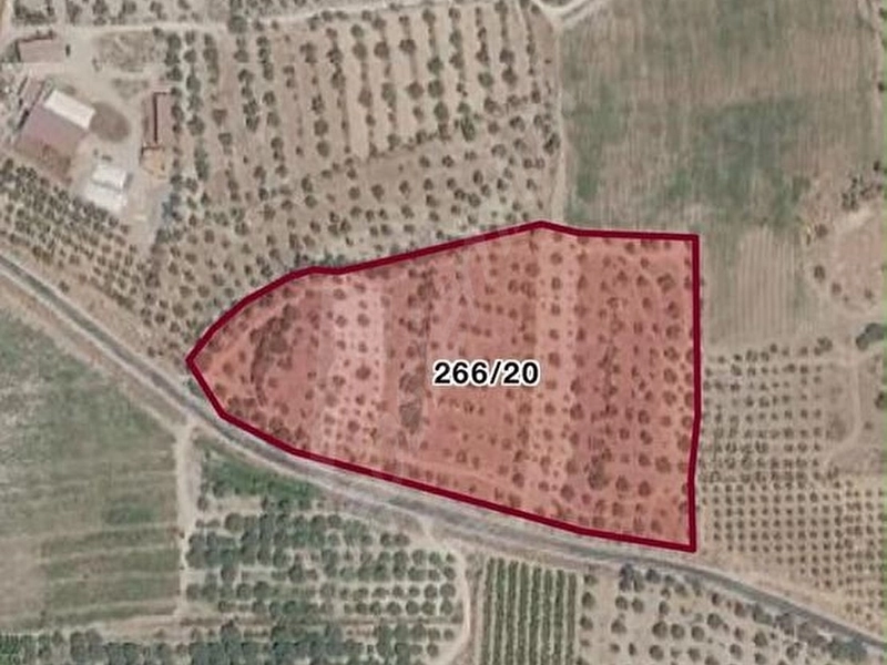 Sahibinden direcikte124 19850 m2 tek tapu satılık zeytinlik